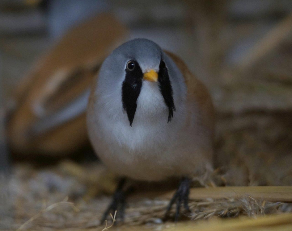 Diep in het Riet - Vogels - Baardman