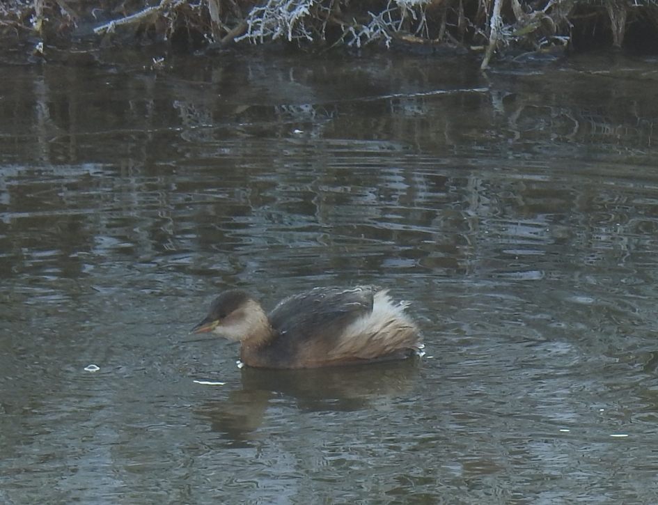 Dodaars - Vogels - Dodaars