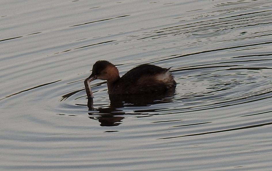 Dodaars heeft net een visje verschalkt. - Vogels - Dodaars