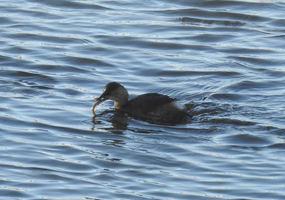 Dodaars heeft net een visje verschalkt. - Vogels - Dodaars