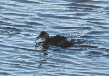 Dodaars heeft net een visje verschalkt.