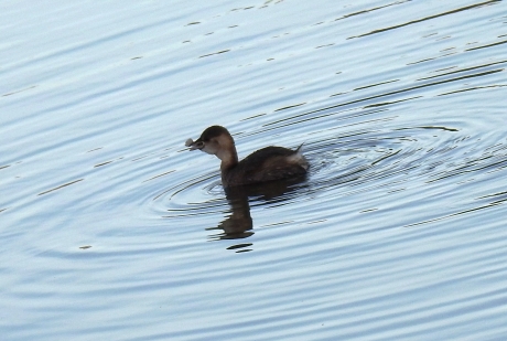 Dodaars probeert een gevangen visje door te slikken