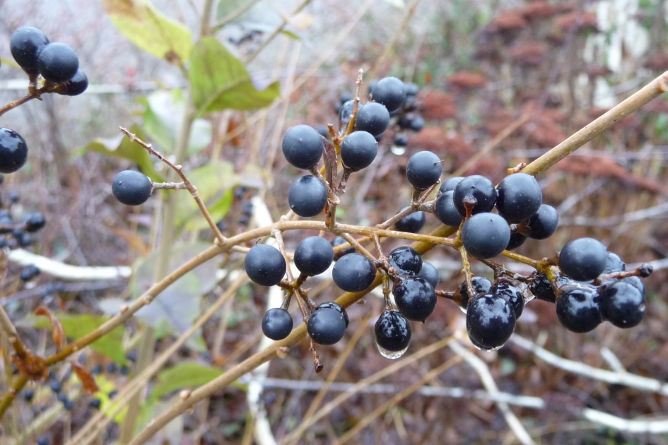 Donkere bessen - Planten - 