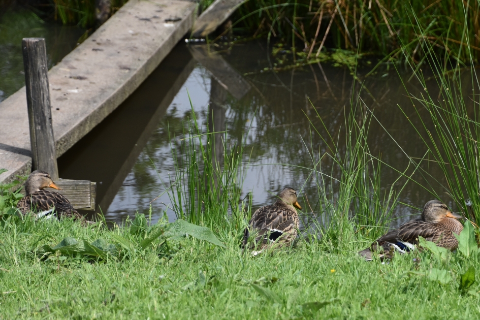 Drie - Vogels - 
