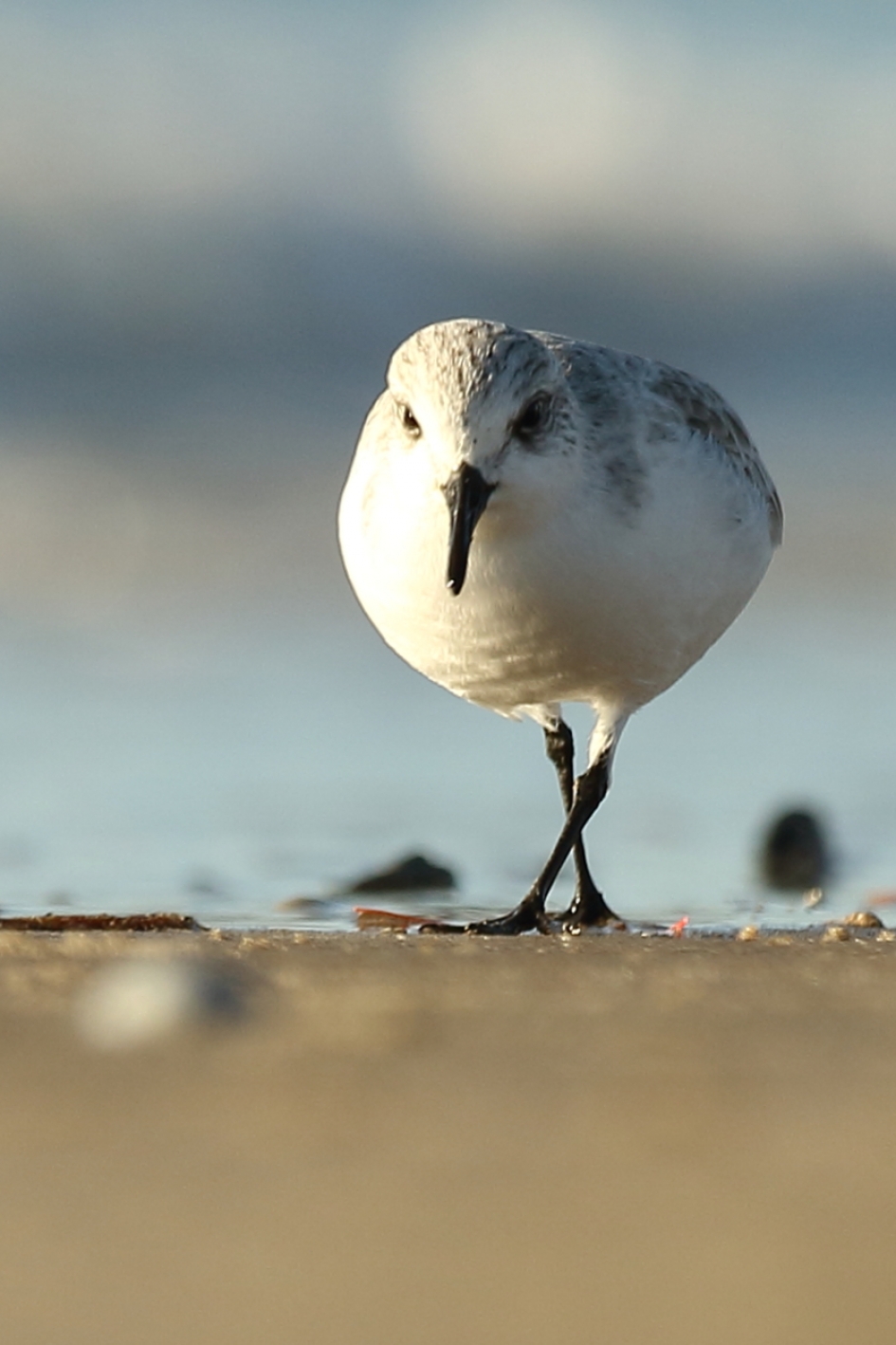 drieteenstrandloper - Vogels - 