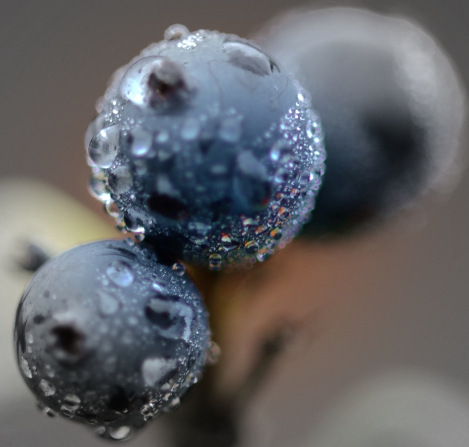 Druppels op Kamperfoeliebesjes. - Planten - Kamperfoelie