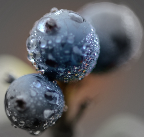 Druppels op Kamperfoeliebesjes.