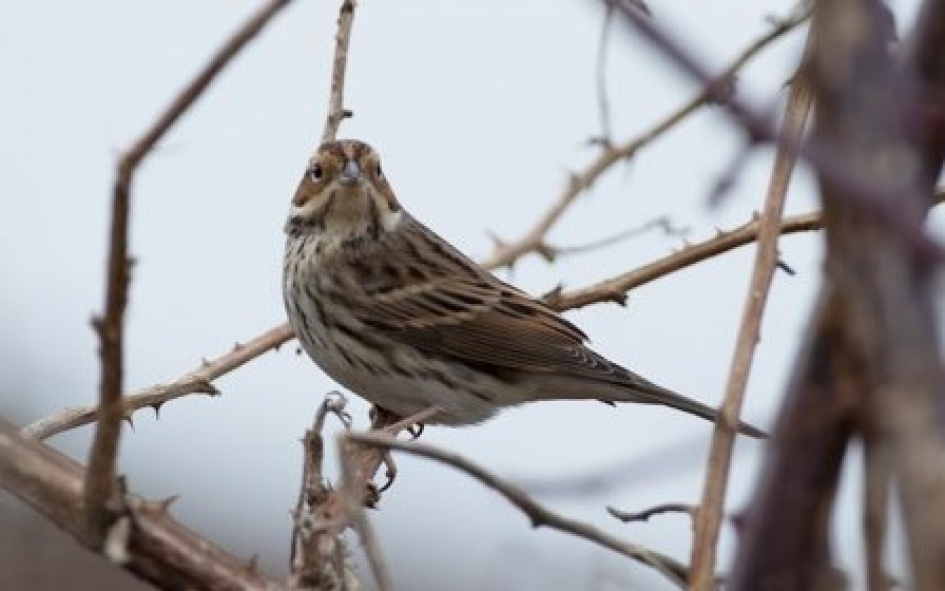Dwerggors - Vogels - Dwerggors
