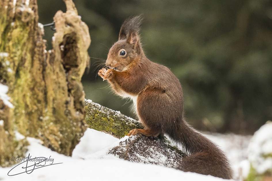 Eekhoorn in sneeuw - Zoogdieren - 
