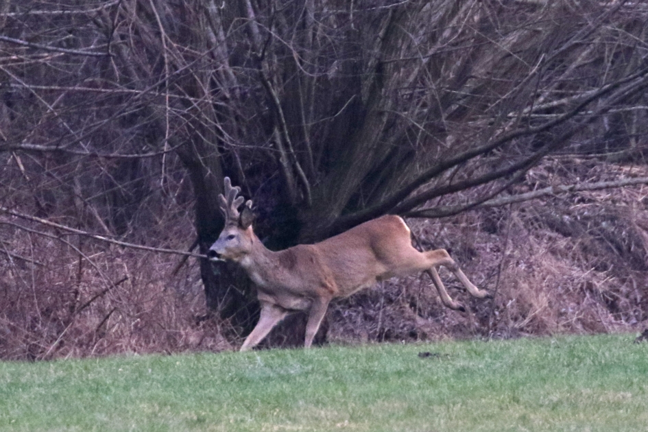 Een echte man - Zoogdieren - 
