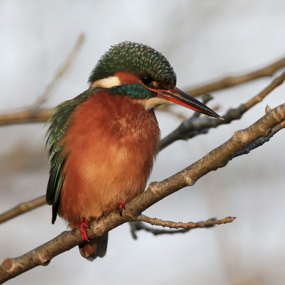 Een mooie meid ... - Vogels - IJsvogel