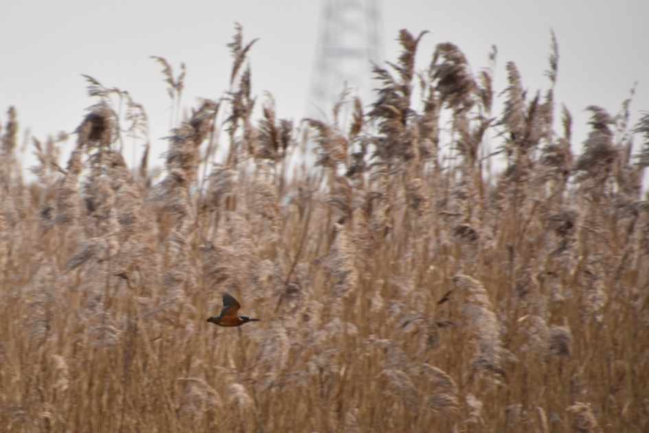 Een tweede poging - Vogels - 