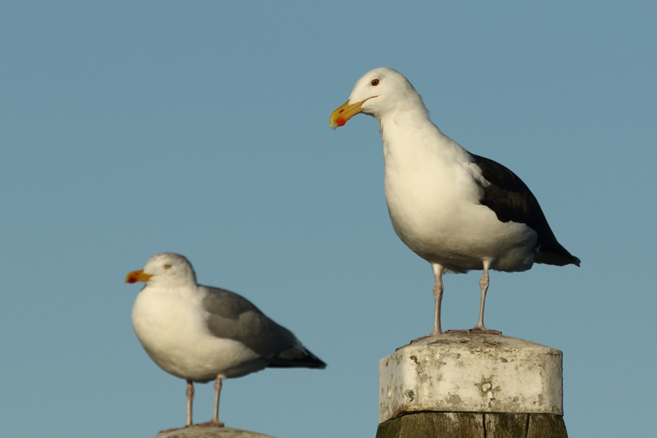 Een vage kennis - Vogels - 