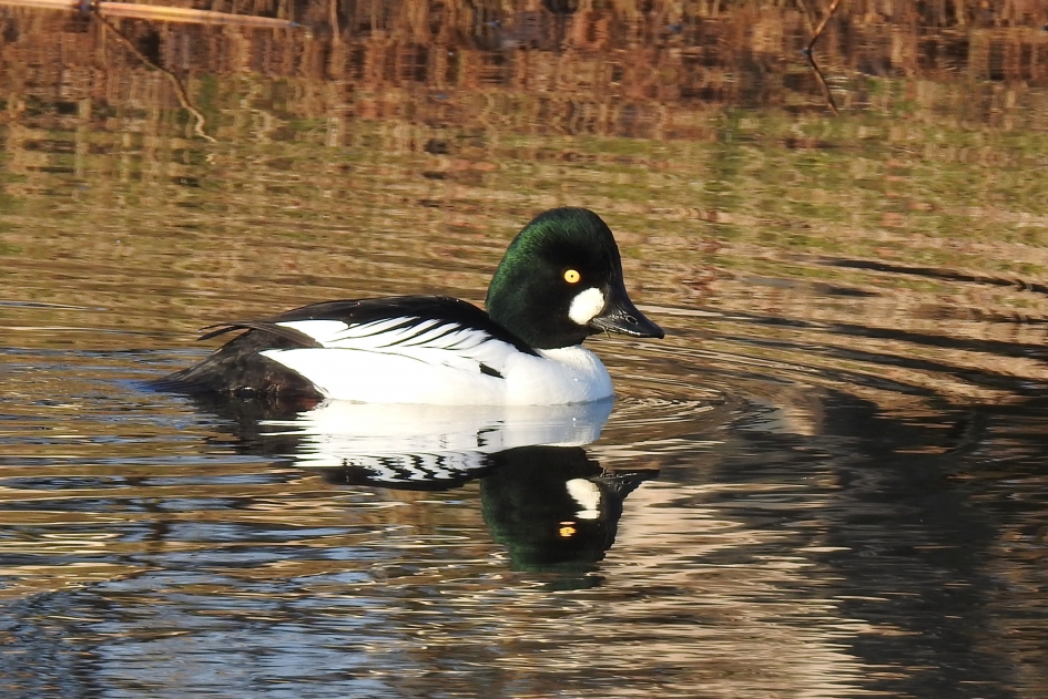 Eend met bril - Vogels - Brilduiker