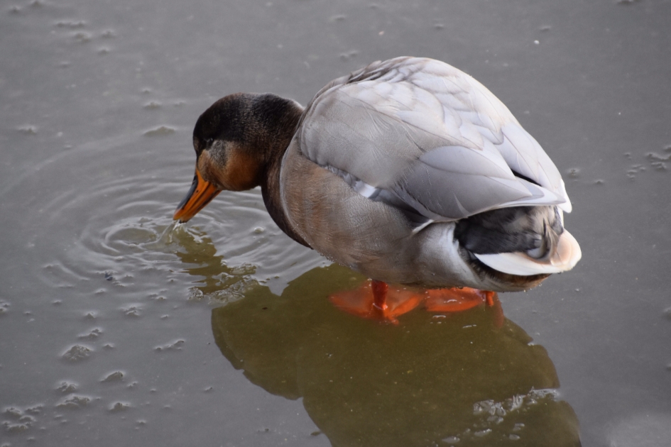 Eend op het ijs - Vogels - 