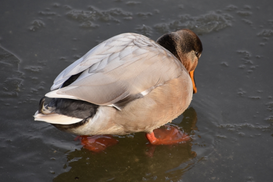 Eend met mooie krulveren - Vogels - 