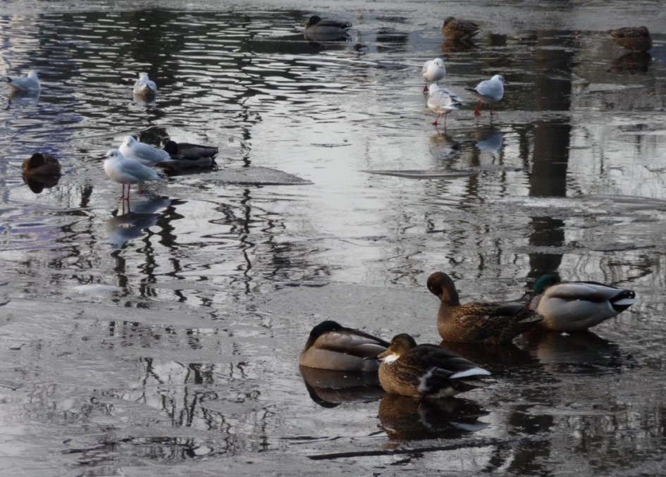 Eenden en meeuwen rond en in het ijs - Vogels - 