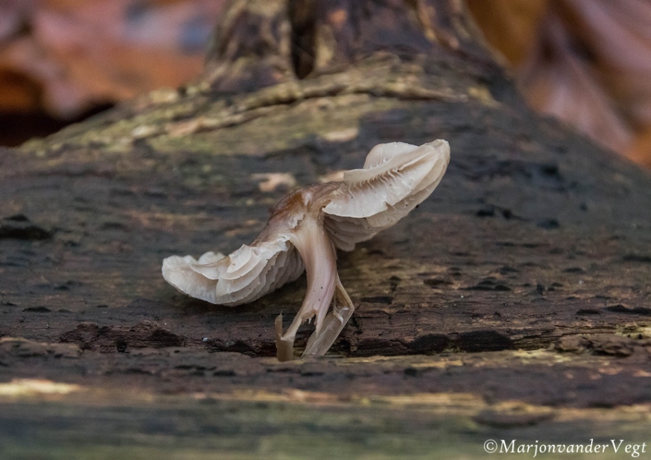 Eenzaam - Schimmels - paddenstoel