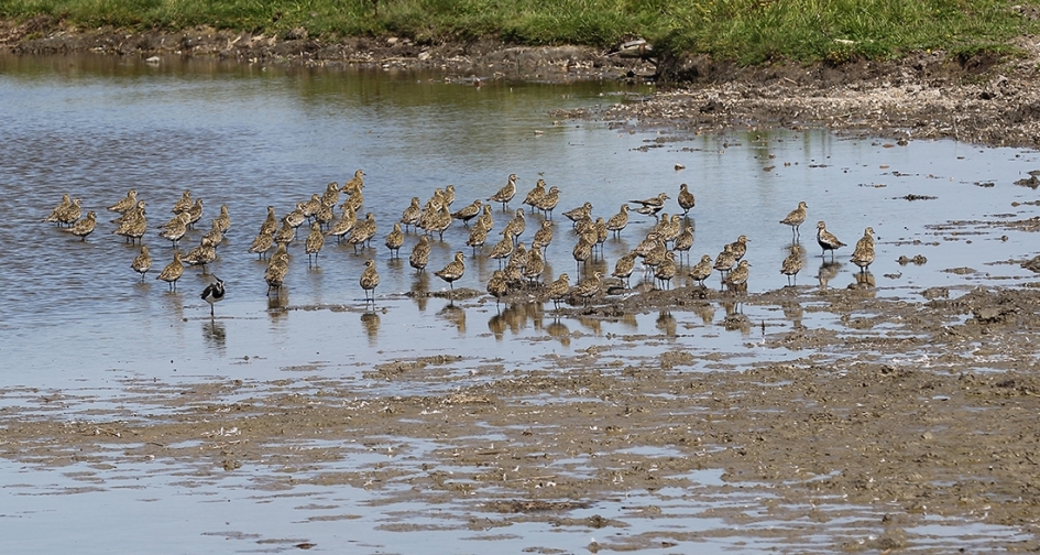 Eenzame kieviet.... - Vogels - 