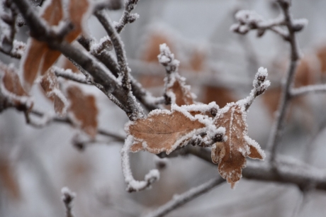 De laatste bladeren..