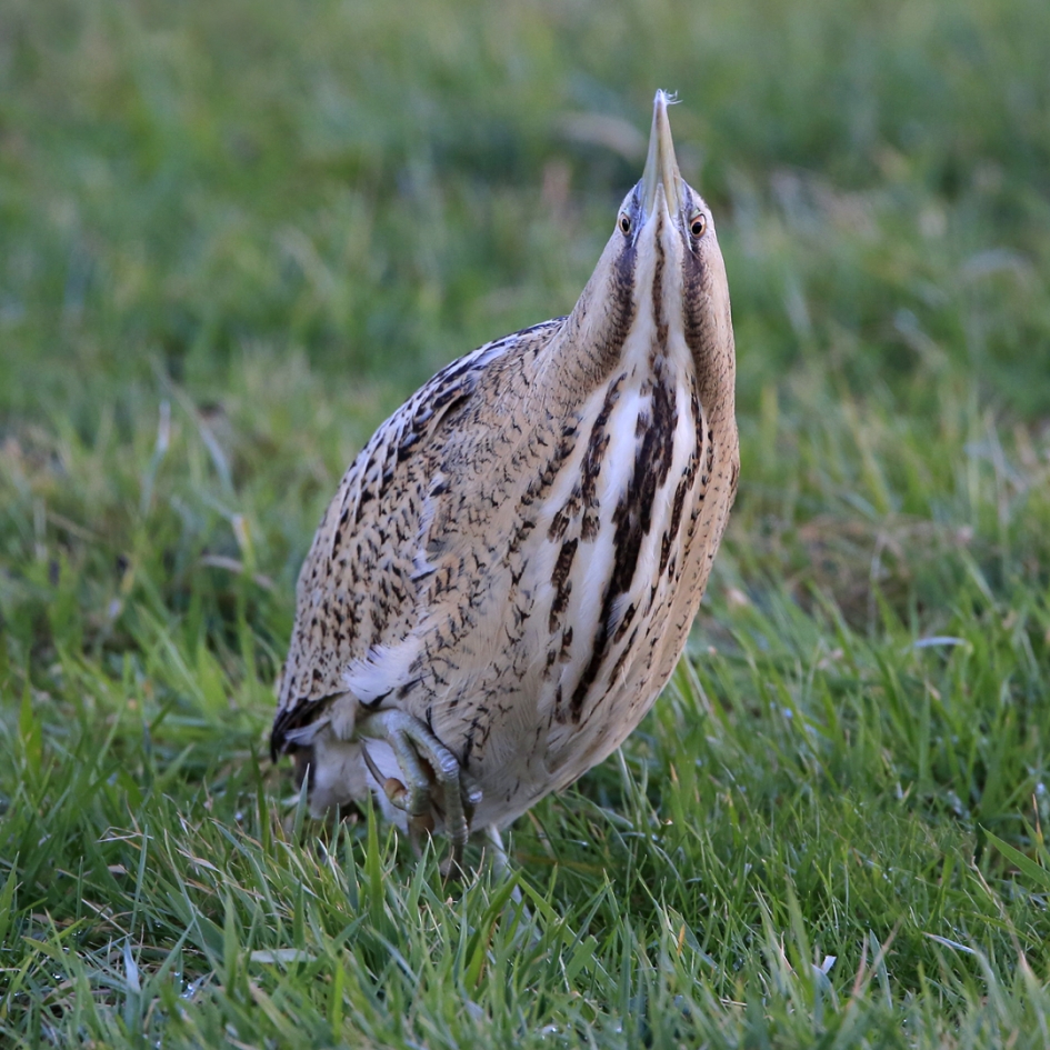 En passant ... - Vogels - Roerdomp