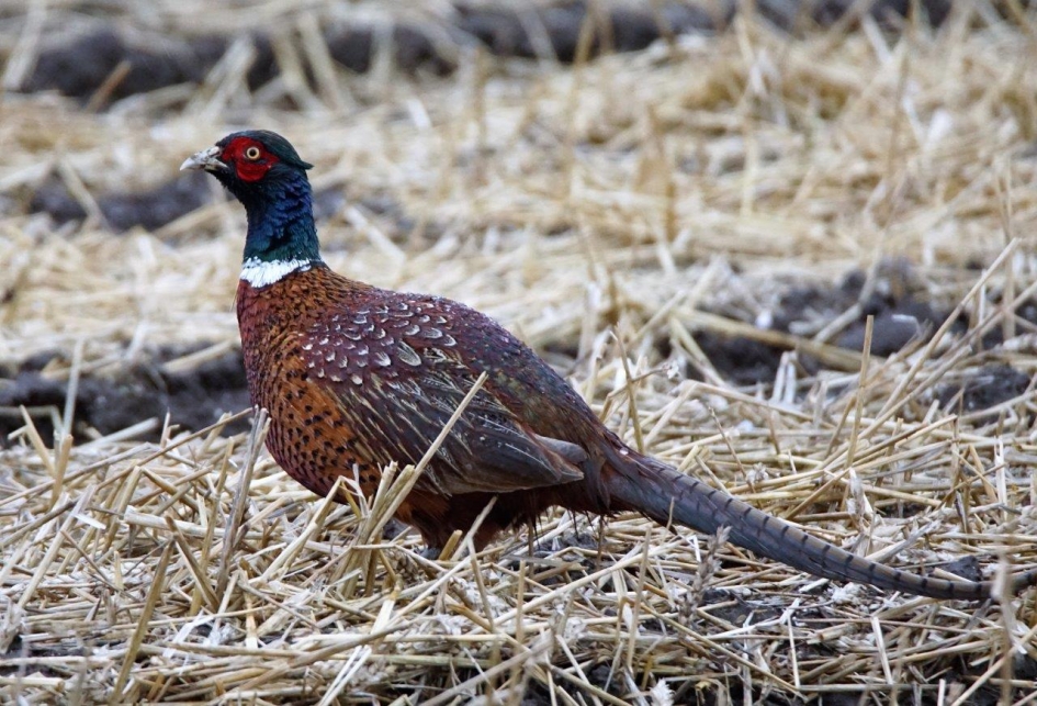 fazant - Vogels - Fazant