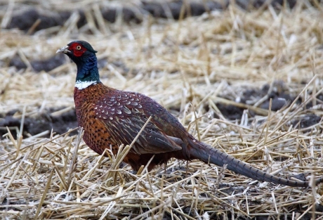 fazant