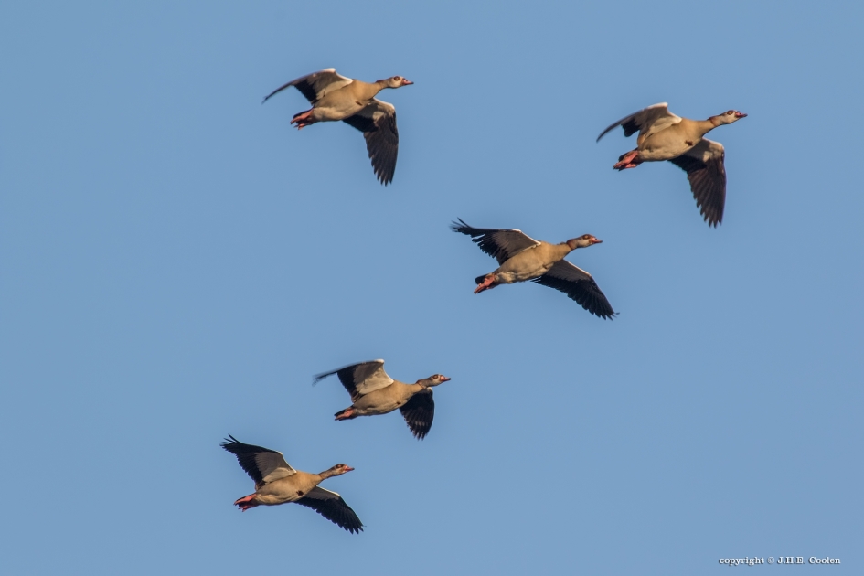 2 Formatie - Vogels - Nijlgans