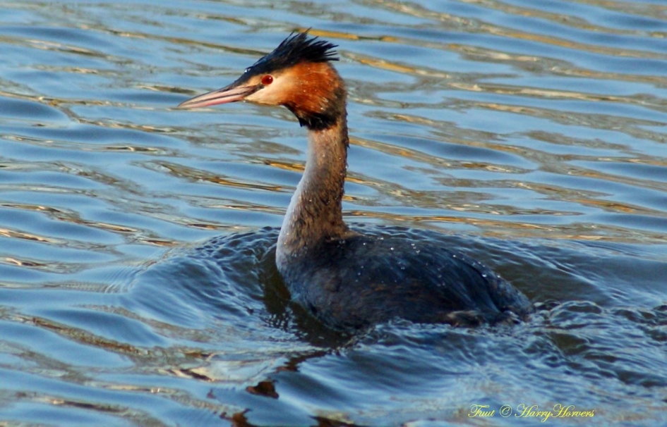 Fuut - Vogels - Fuut
