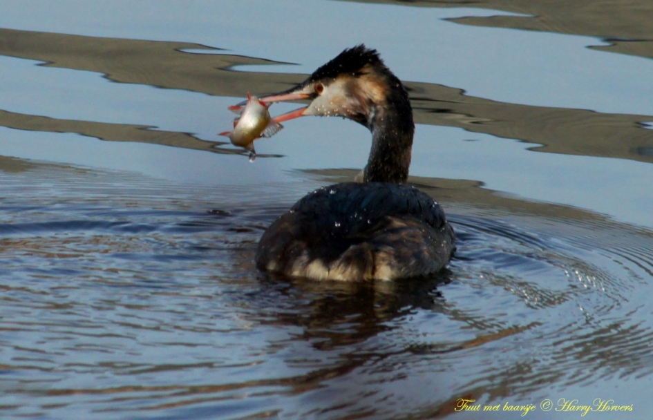 Fuut met prooi - Vogels - 