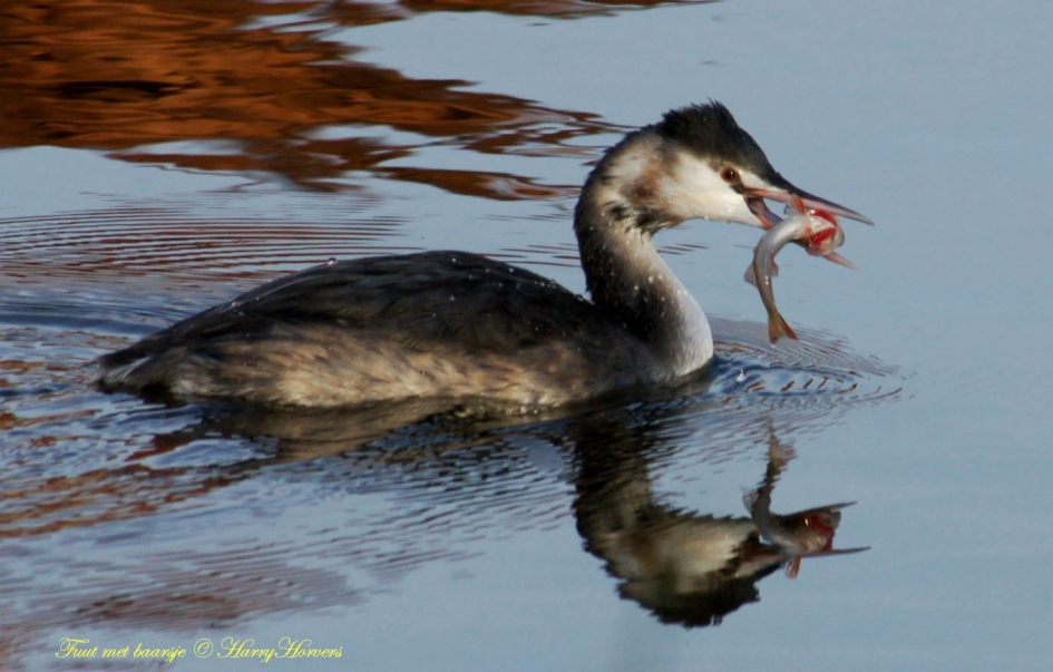 Fuut met prooi - Vogels - 