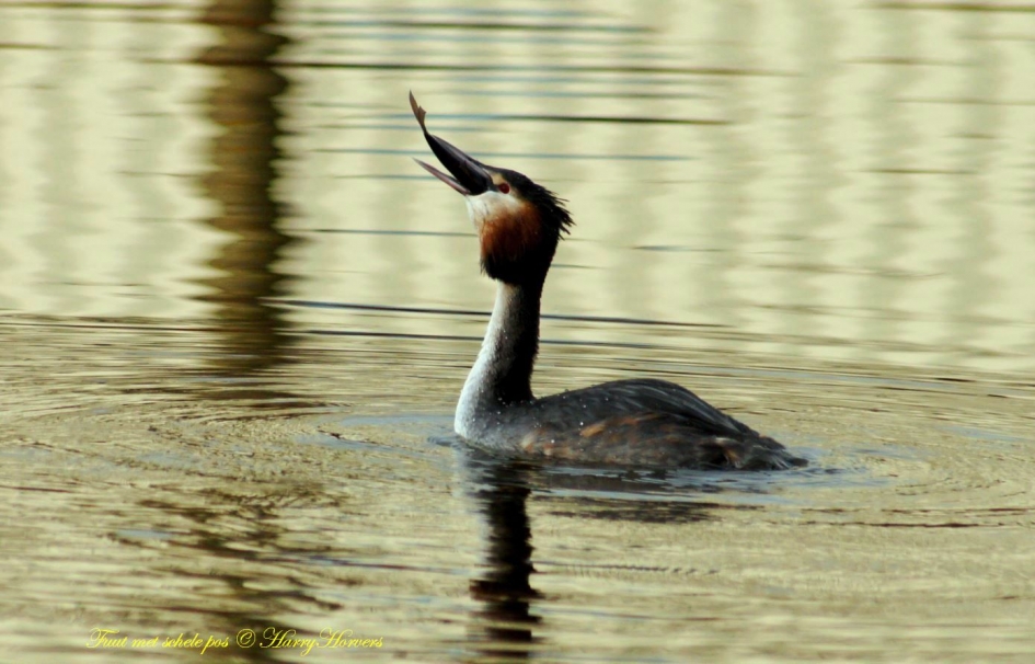 fuut met vis - Vogels - 