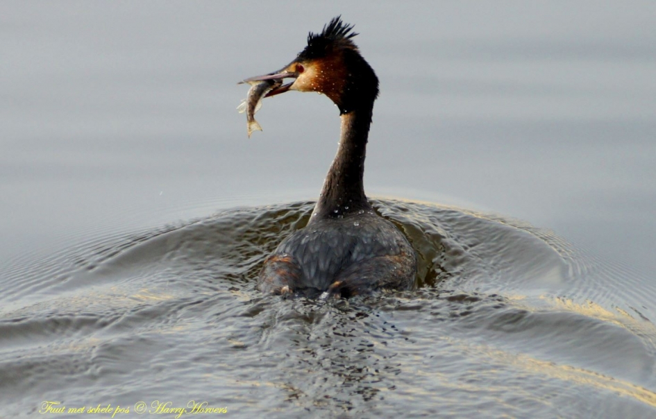 fuut met vis - Vogels - 