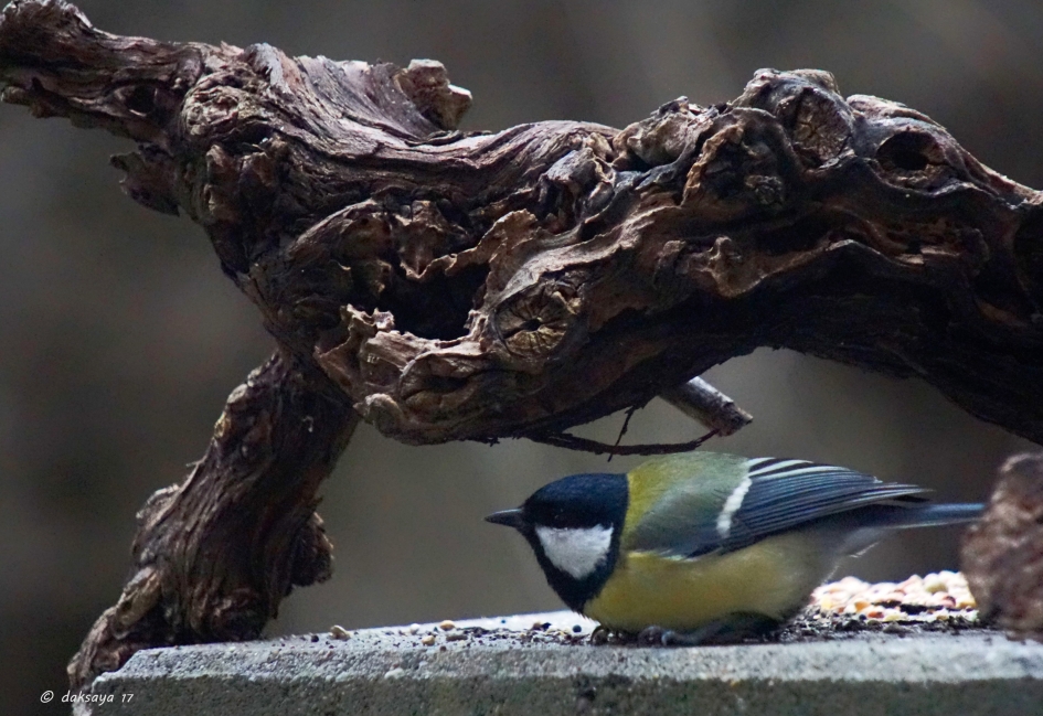 Gebukt gaan... - Vogels - 