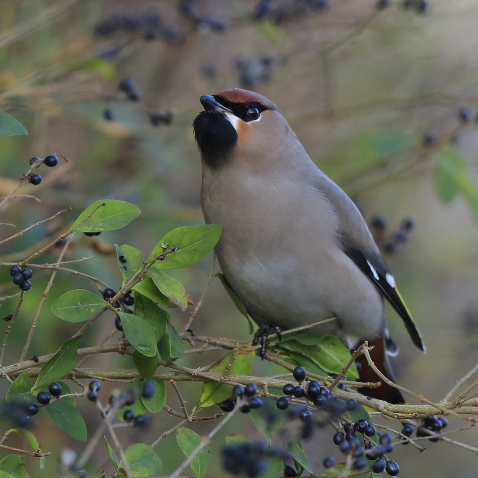 Geen Baardman ... - Vogels - Pestvogel