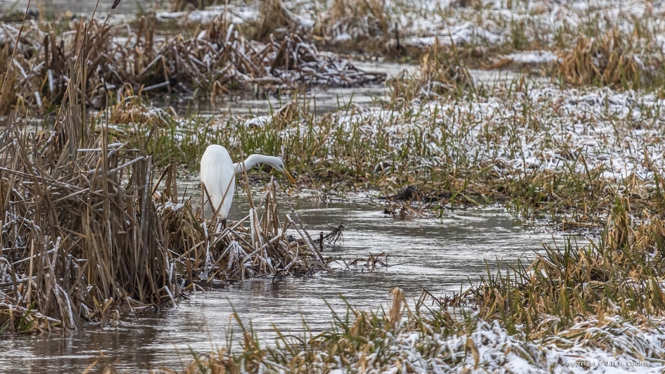 Geen last van.... - Vogels - Grote zilverreiger