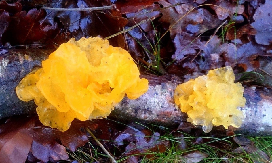 Gele trilzwam - Schimmels - Gele trilzwam