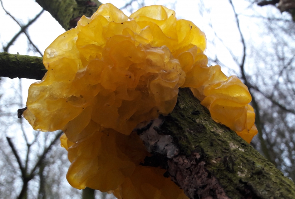 Gele Trilzwam? - Schimmels - Gele Trilzwam