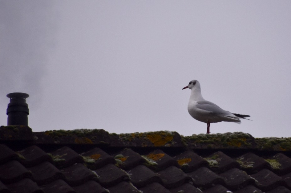 Gelukkig Nieuwjaar! - Vogels - 