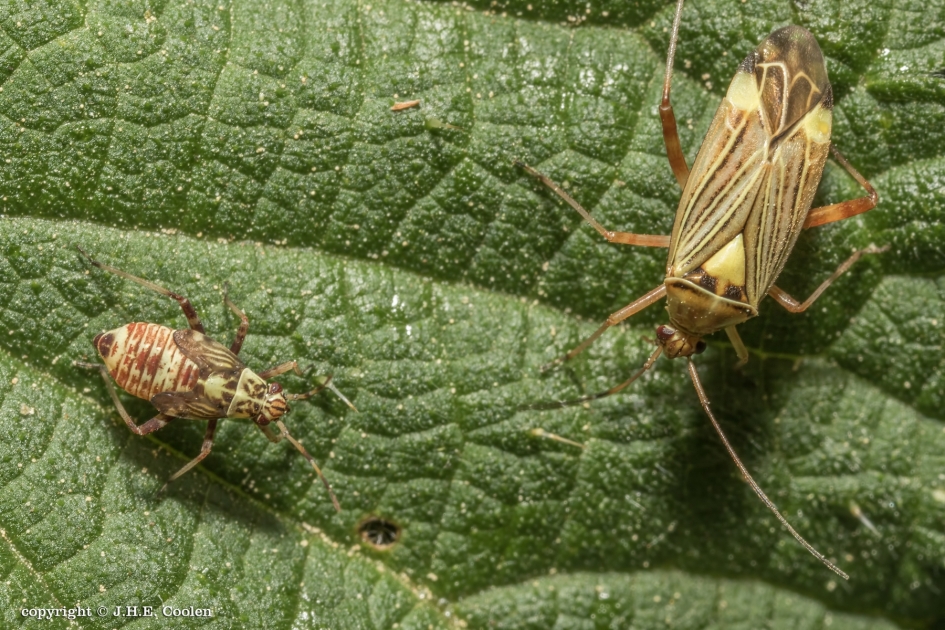 Gestreepte Eikenblindwants - Geleedpotigen - Gestreepte Eikenblindwants