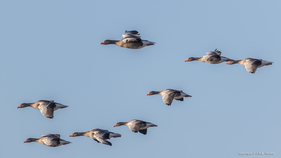 Glijvlucht - Vogels - Grauwe gans