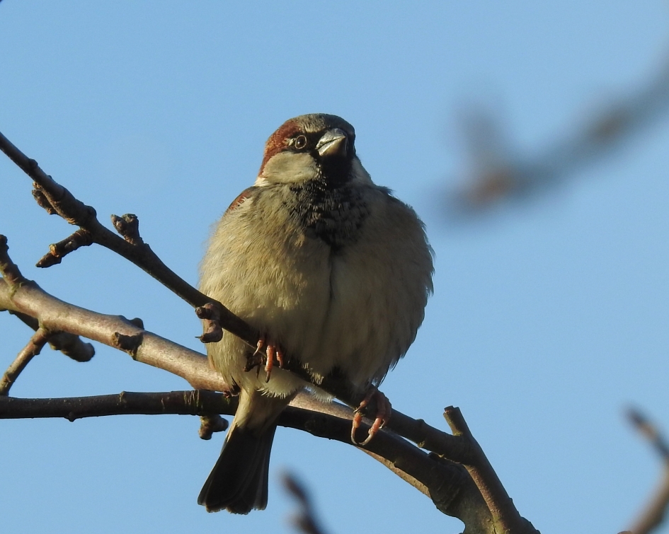 Goed gekleed - Vogels - Huismus