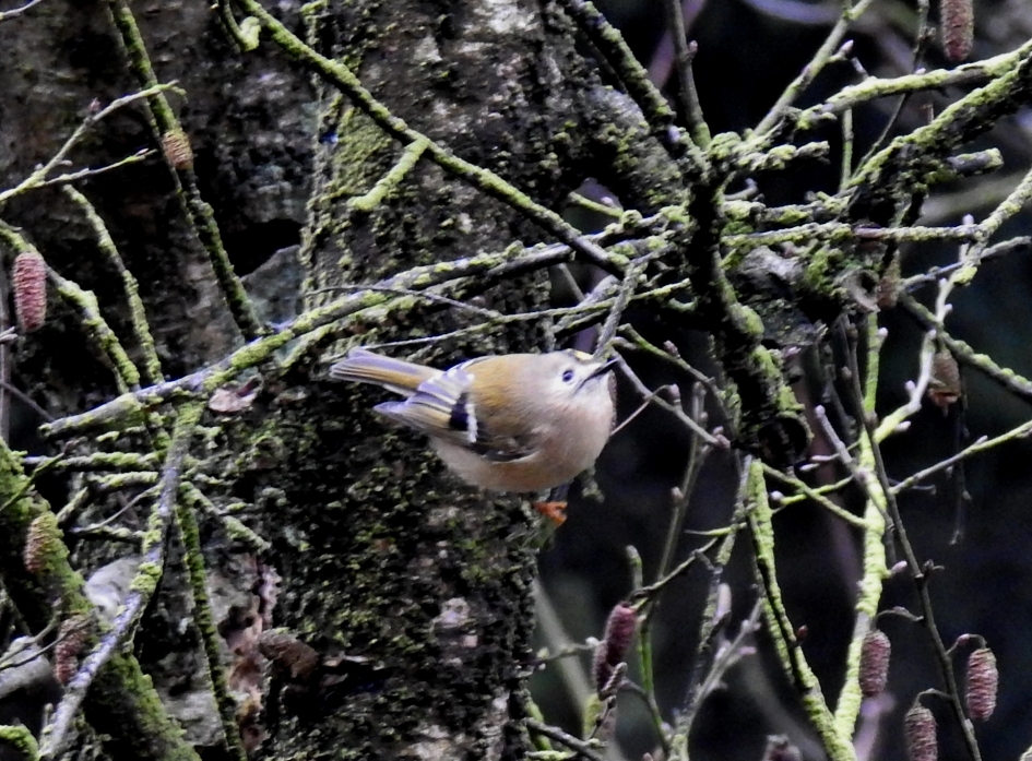 Goudhaantje - Vogels - Goudhaantje
