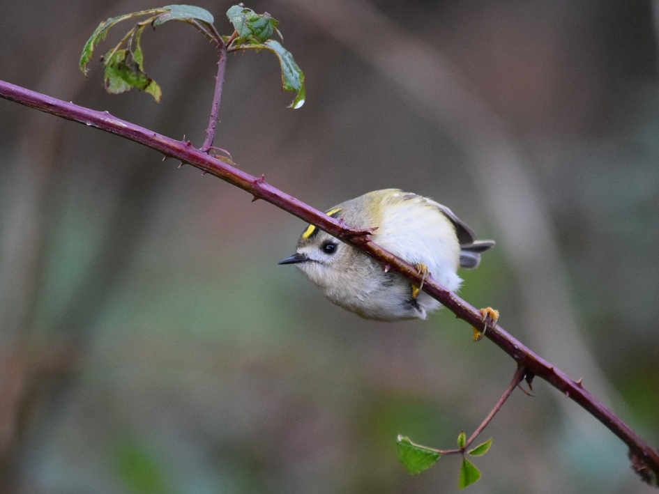 Goudhaantje kiekeboe - Vogels - Goudhaantje