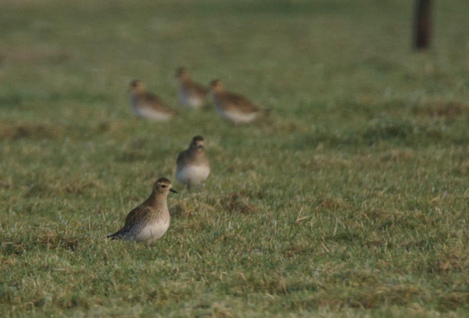 Goudplevier - Vogels - Goudplevier