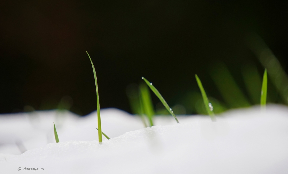Gras en sneeuw - Planten - 