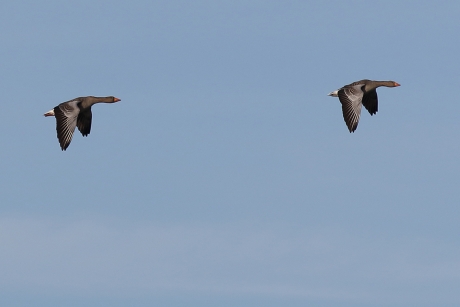 grauwe gans -in kopie-