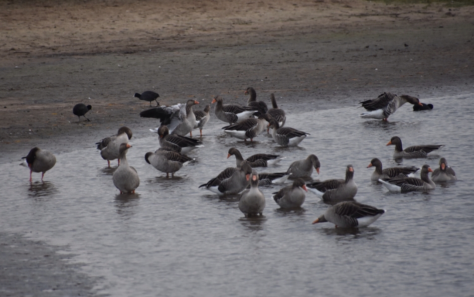 Grauwe ganzen - Vogels - 