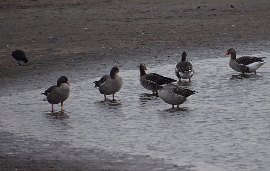 Grauwe ganzen - Vogels - 