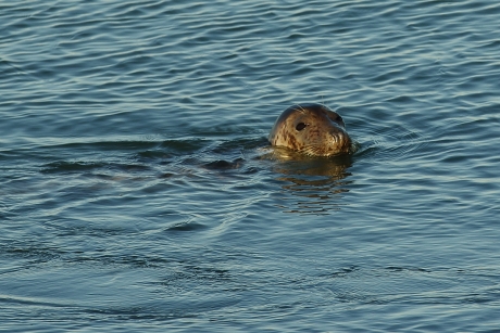 grijze zeehond